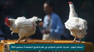 أسعار اليوم.. تحديث شامل للدواجن في كفر الشيخ الجمعة 5 سبتمبر 2025